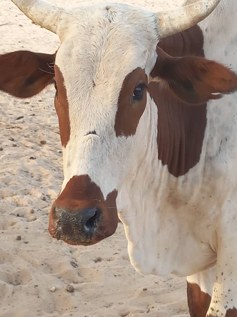 نقابة تدعو لاتخاذ الإجراءات اللازمة لمنع تفشي مرض حيواني